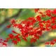 Semillas de Arce Japonés Acer palmatum